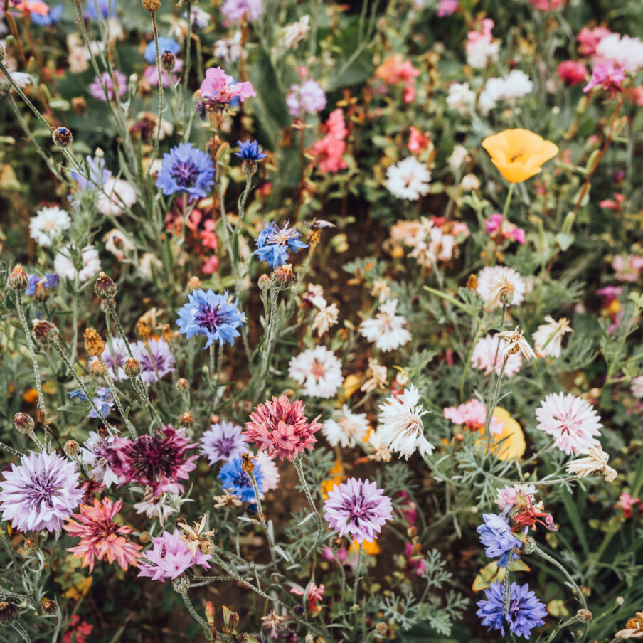 05 Wildflowers